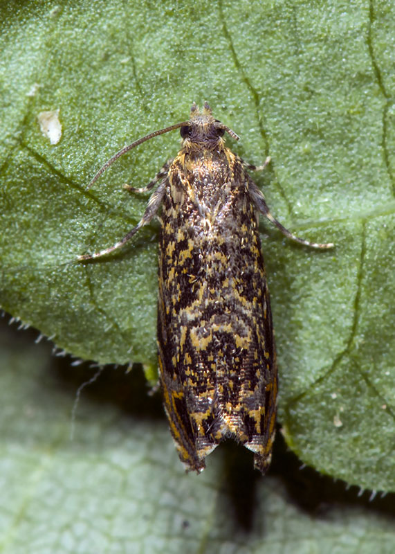 Tortricidae: Enarmonia formosana ? S